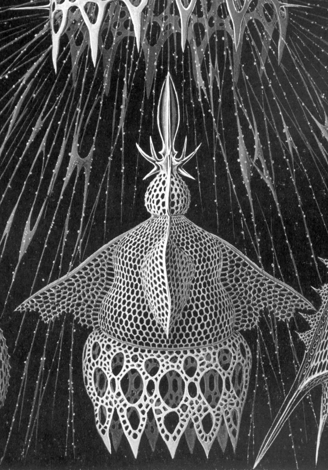 The same lattice shell in a more symmetrical rendering against the dark background of the later plate