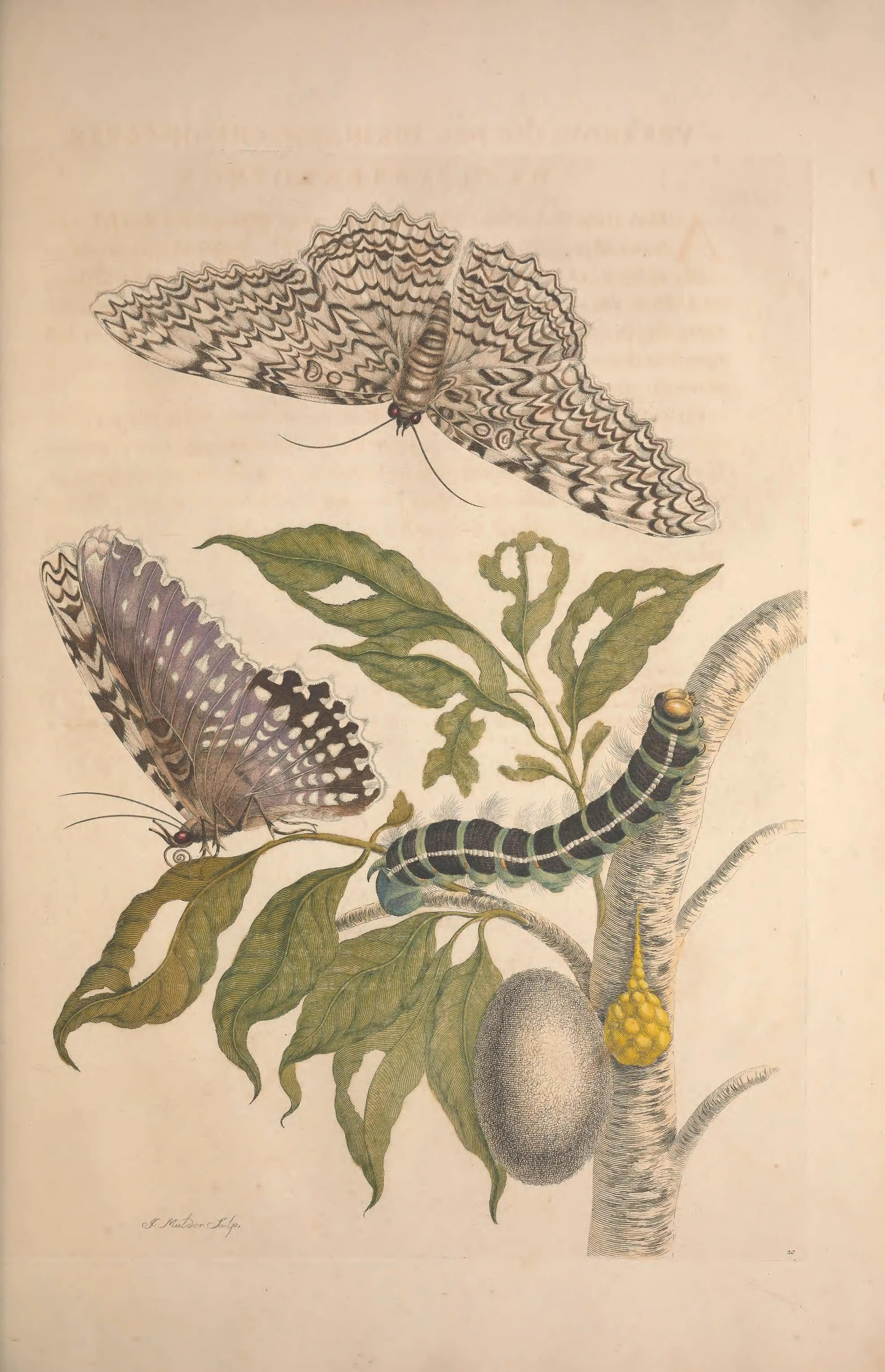 A large pale moth above a striped caterpillar and cocoon.