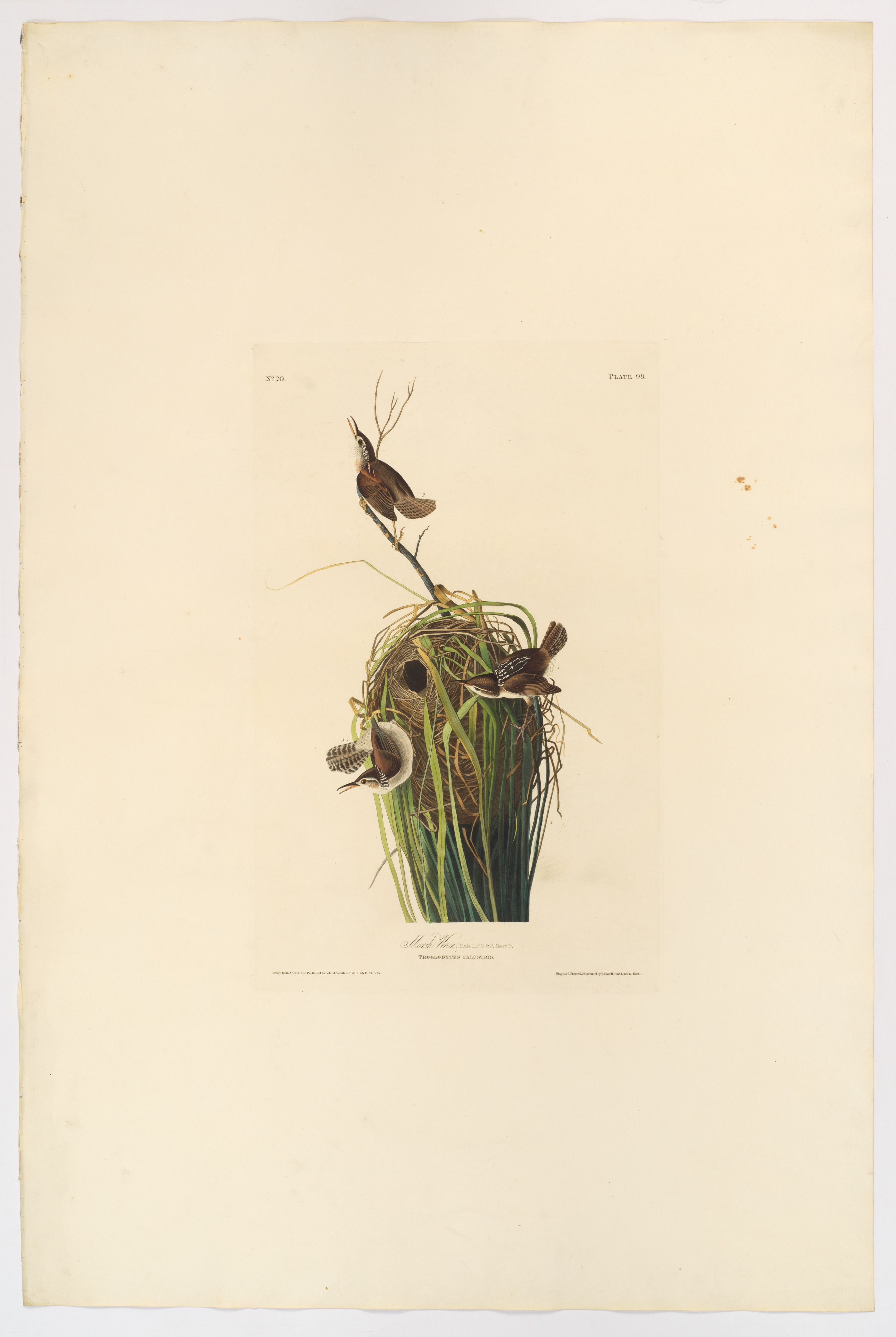 A whole, tall sheet with wide blank margins around a small group of marsh wrens and their nest; the number 98 appears above the picture.