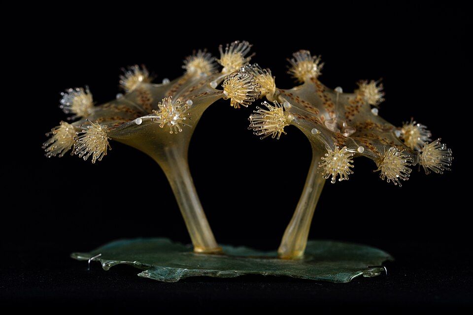 Glass stalked jellyfish on a green base, with branching arms tipped by clusters of tentacles.