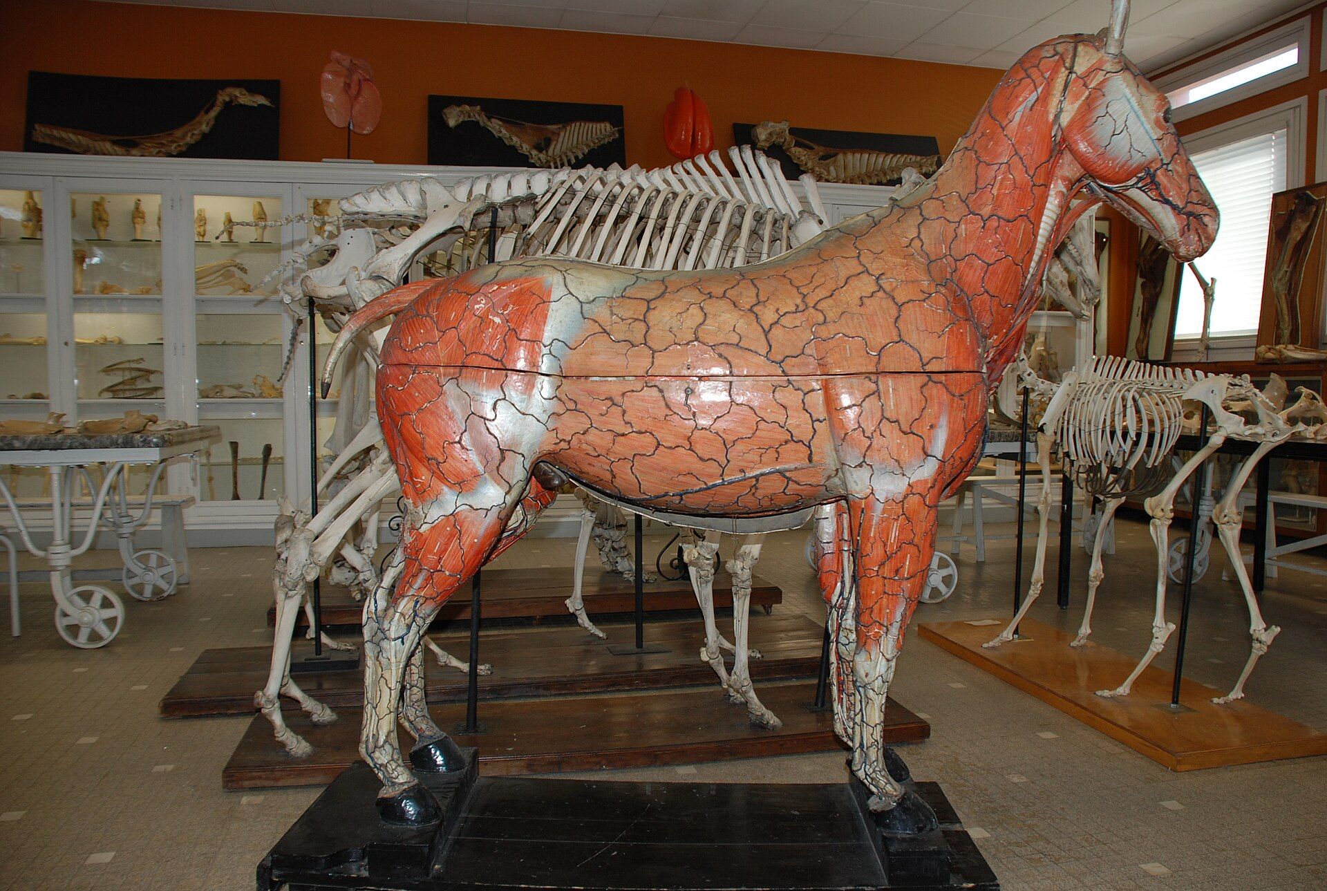A large anatomical horse model showing muscles and vessels, standing in a teaching collection.