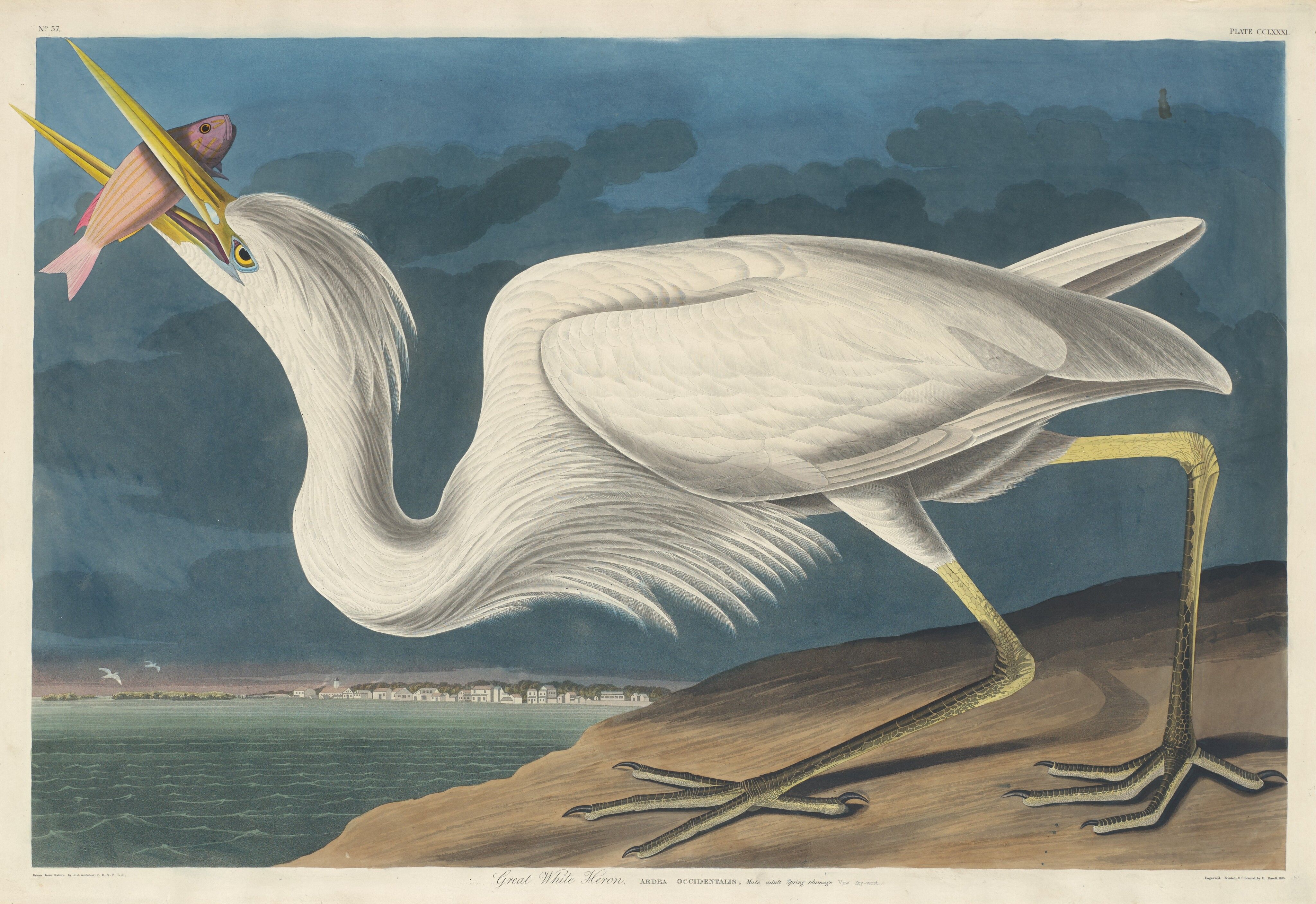 A white heron holds a striped fish in its open bill, with green water and the small buildings of Key West behind it.