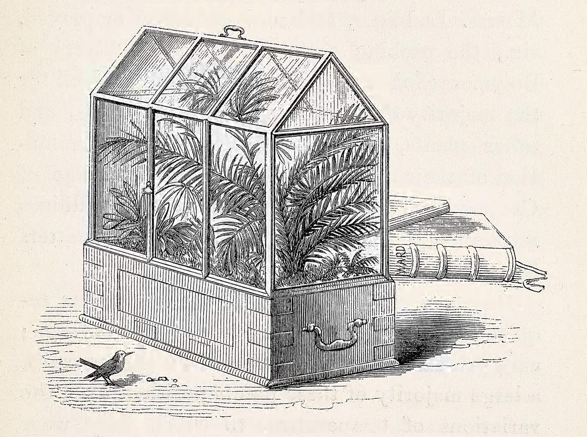 A planted wooden-and-glass travelling case illustrated in Ward's book.