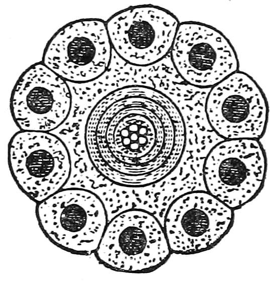 Cross-section drawing with seven central copper wires, concentric insulation and ten individually wrapped outer wires