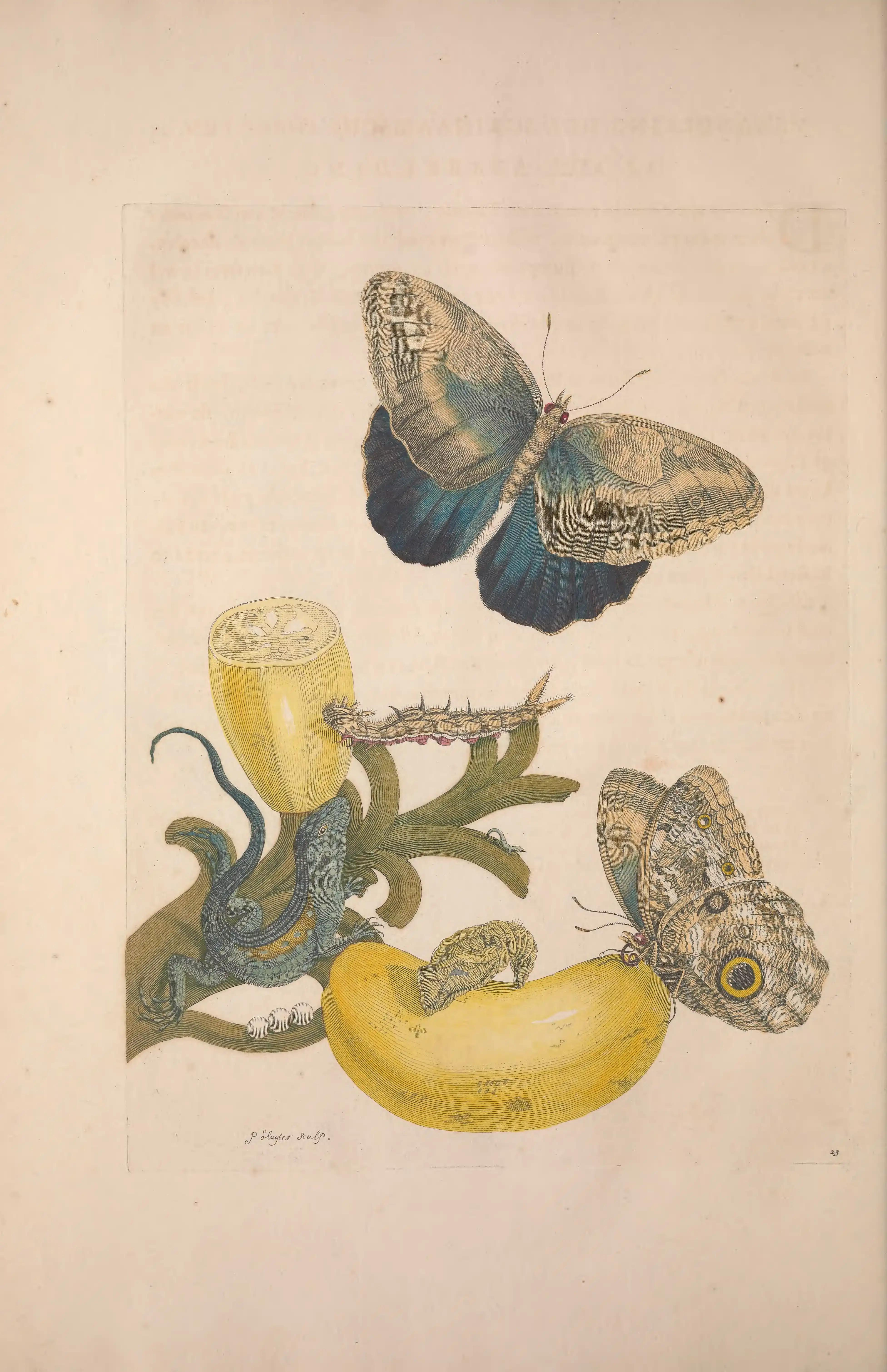 Bananas beside a blue lizard, eggs, a caterpillar and butterflies.