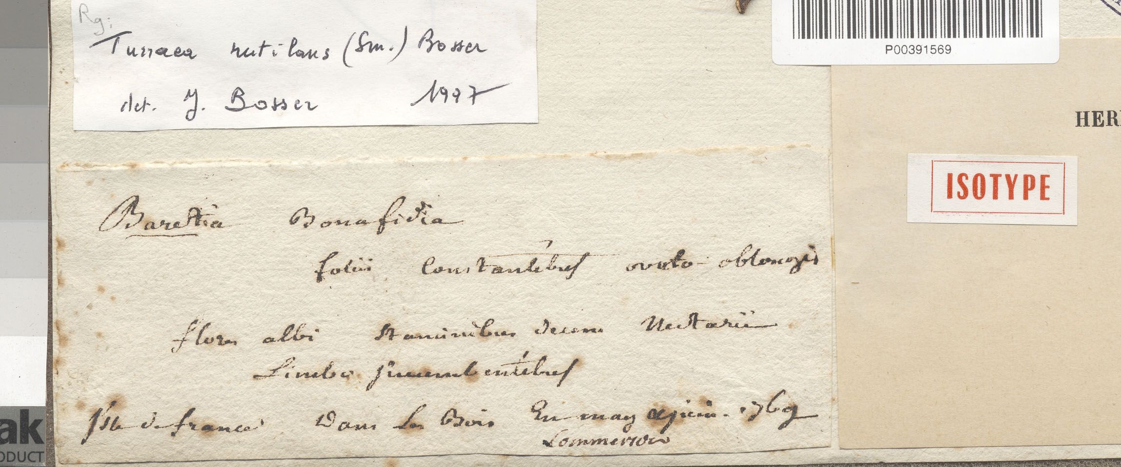 A close-up of handwritten Baretia bonafidia and a later Turraea rutilans identification slip