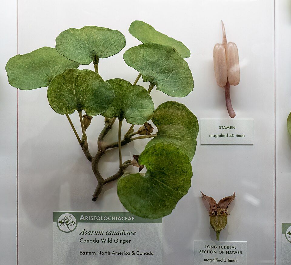A glass model of Canada wild ginger with green leaves and enlarged flower details on a white museum display.