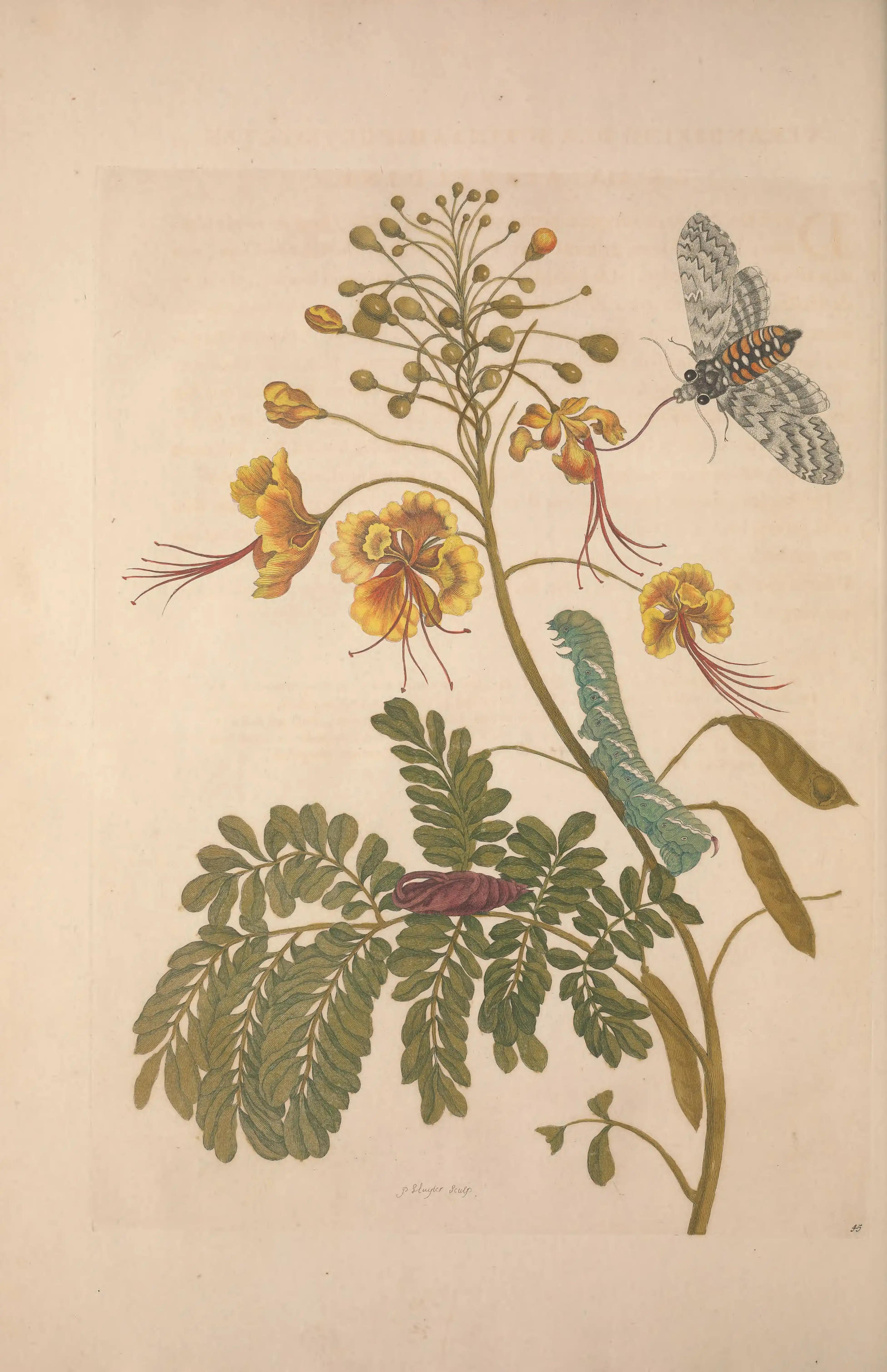 Yellow-and-red peacock flowers on a branch with divided leaves.