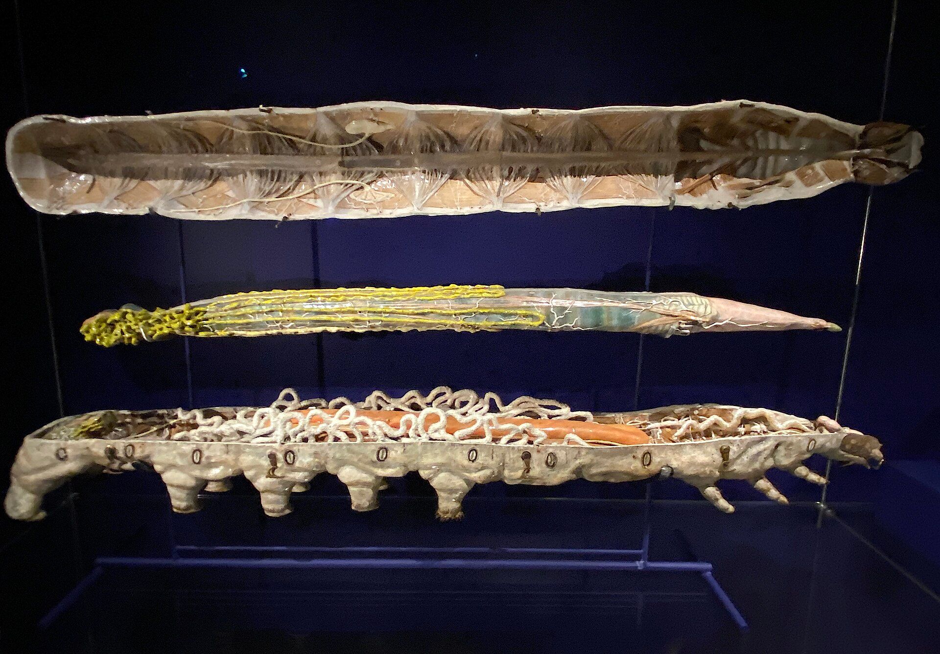 Three enlarged silkworm models, including an opened caterpillar showing internal organs.