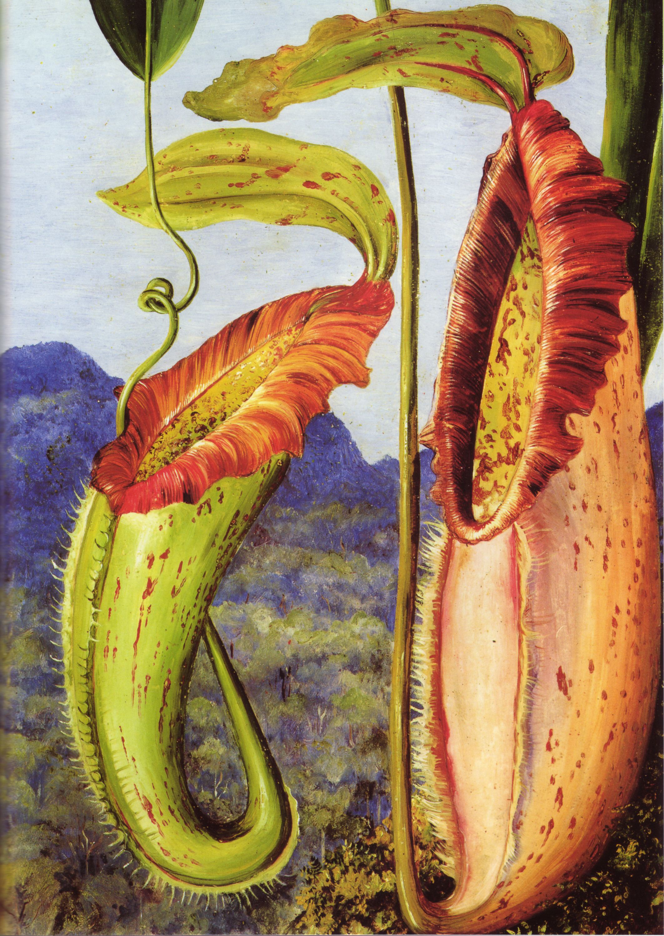 Two large red-and-green pitchers suspended in front of distant blue hills.