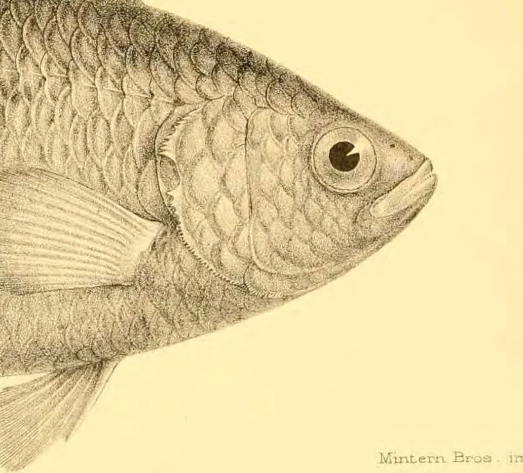 The head, gill cover, scales and pectoral fin of Ctenopoma kingsleyae in an 1896 scientific drawing