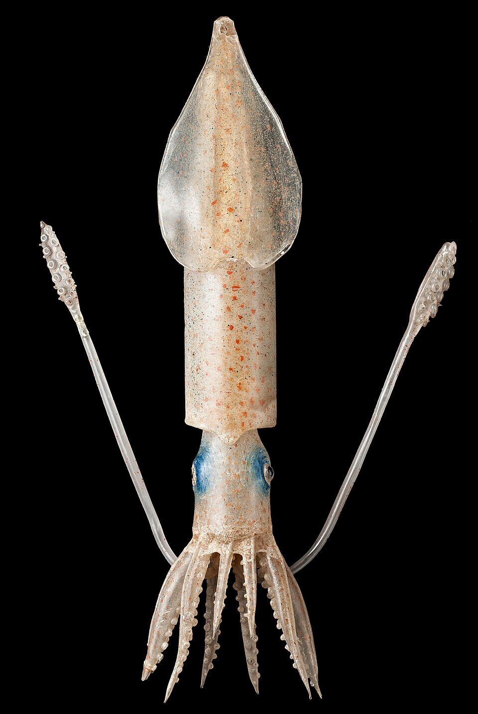A pale glass squid with two long tentacles and shorter arms beneath an elongated body.
