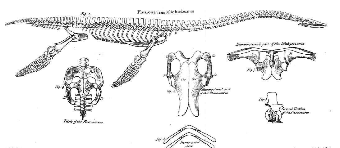 An 1824 scientific plate showing a reconstructed long-necked plesiosaur and separate anatomical diagrams