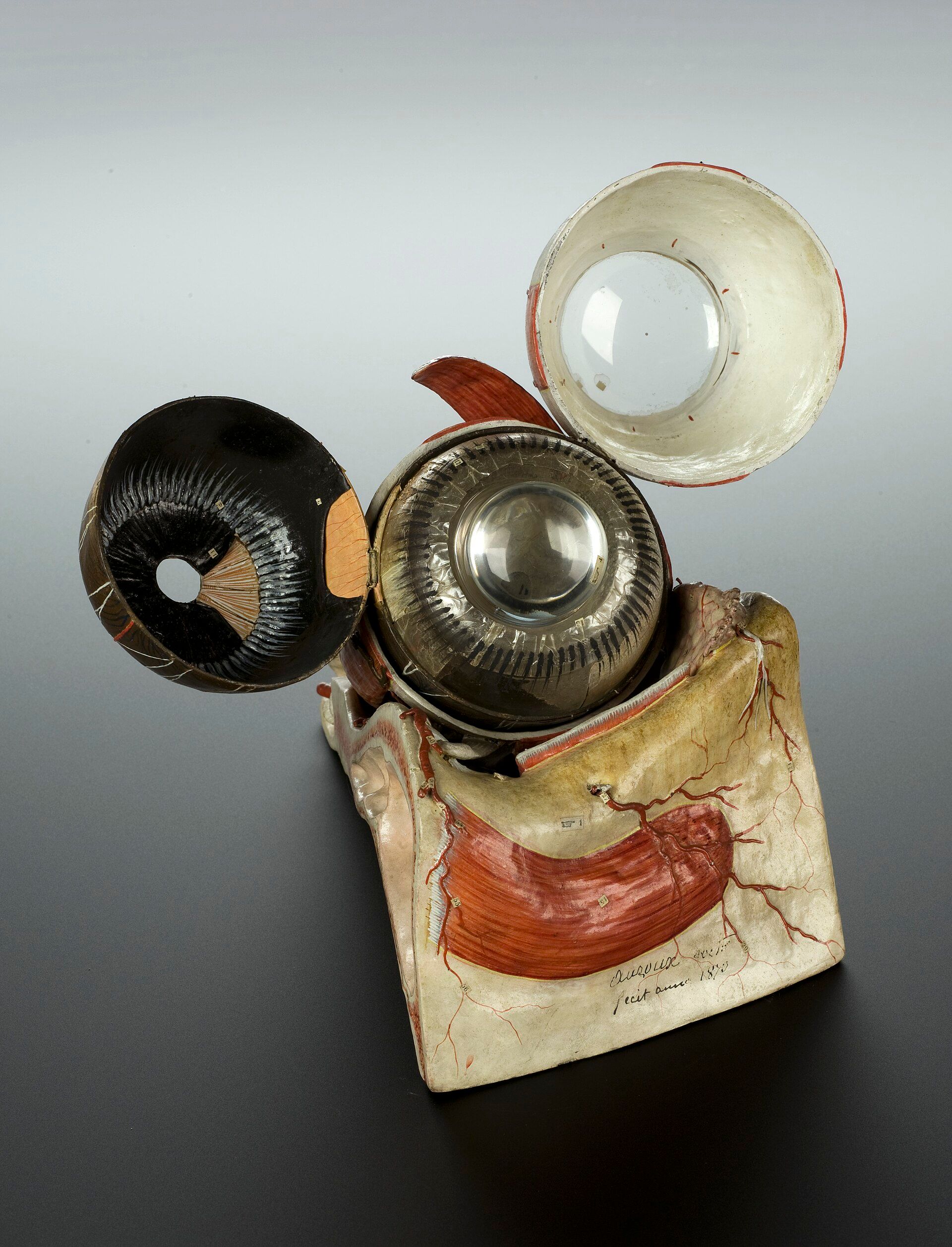 An enlarged eye with its outer shells opened, exposing the transparent lens and labelled interior.