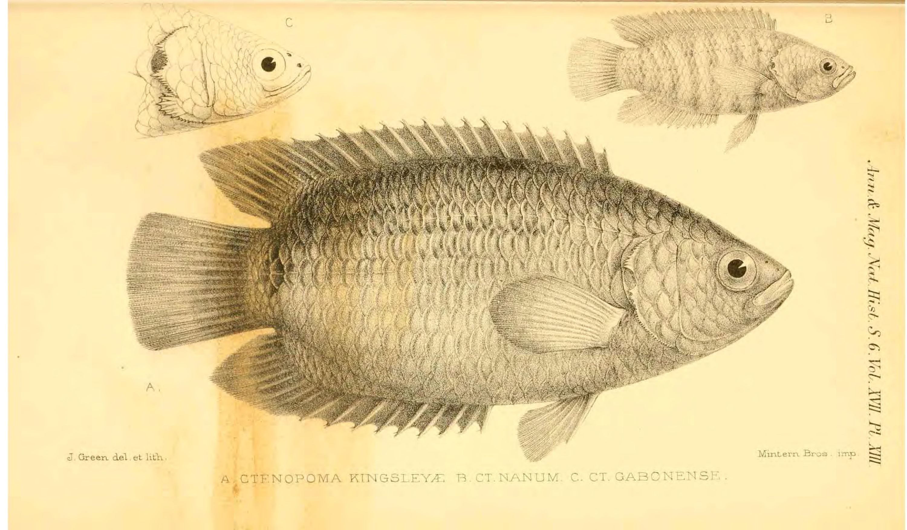An 1896 scientific plate with a large drawing of Ctenopoma kingsleyae and two smaller comparison drawings
