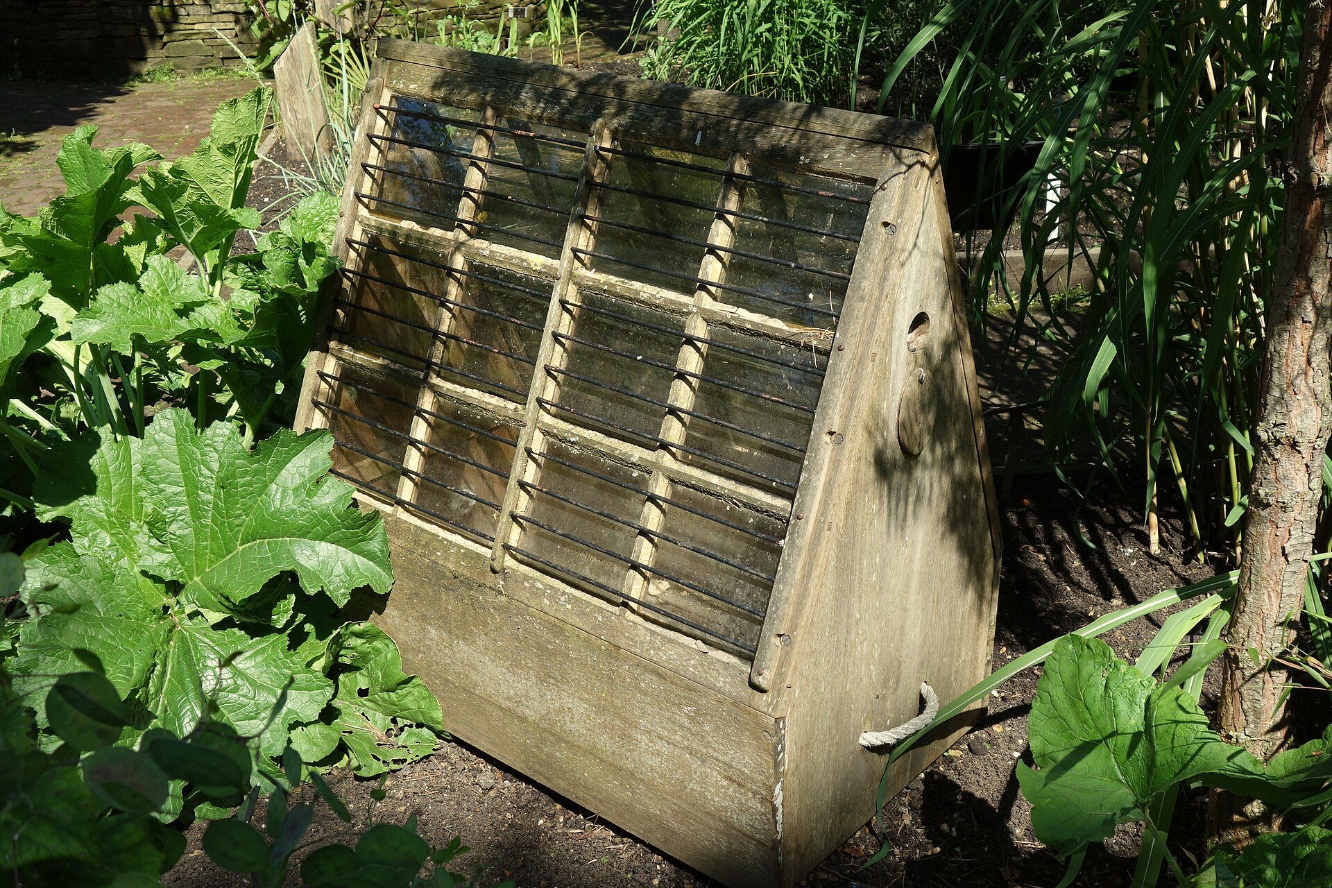 A wooden travelling plant case with a sloping glazed upper section, displayed among plants.