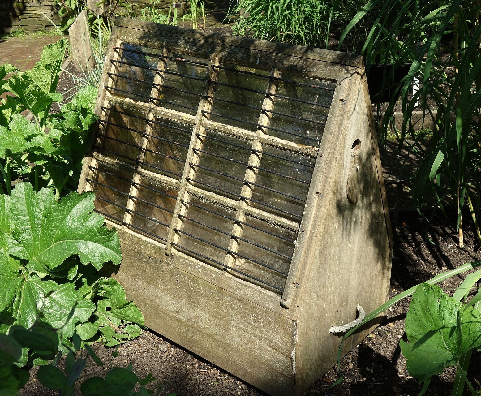A wooden travelling plant case with a sloping glazed upper section, displayed among plants.