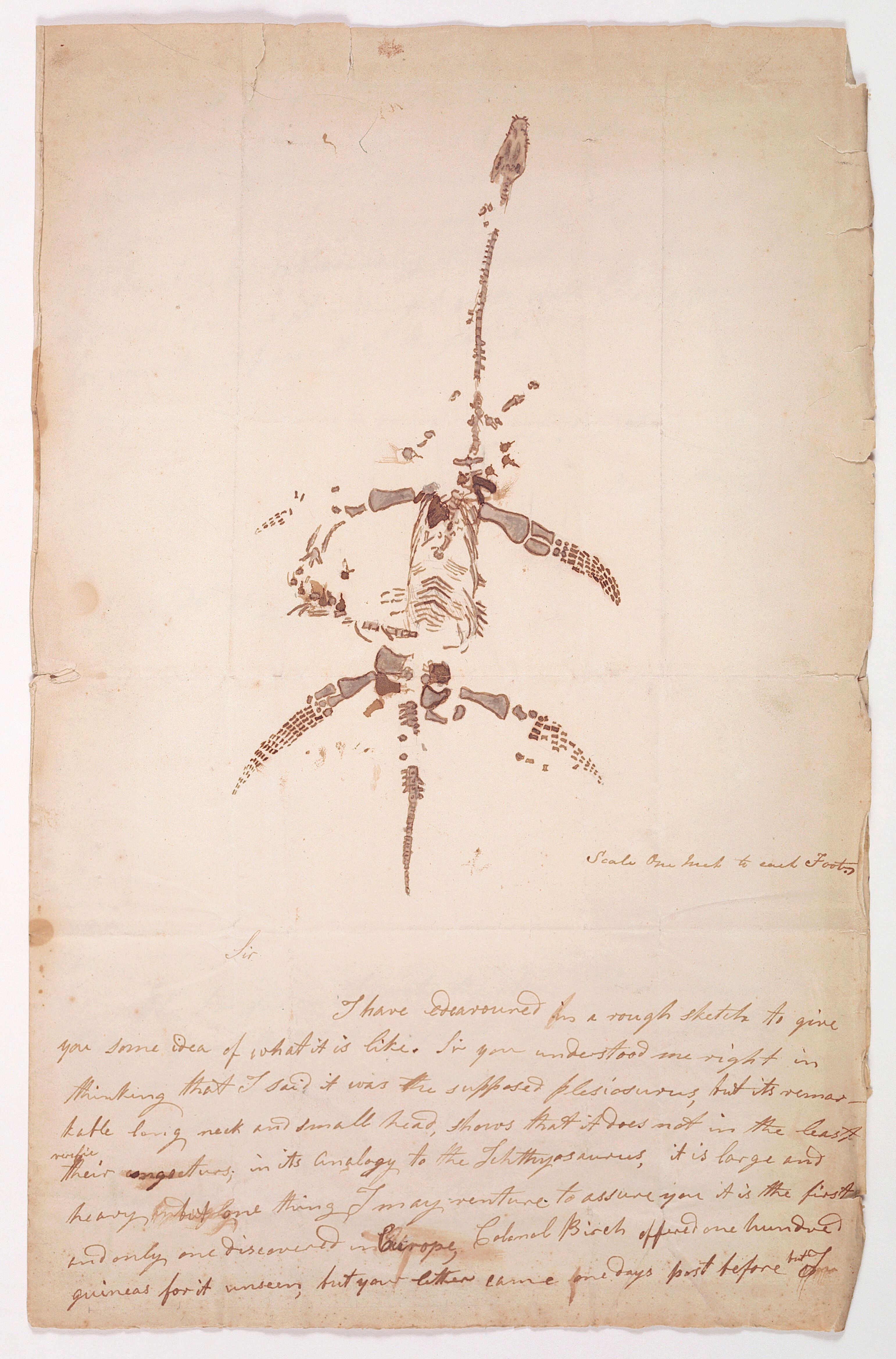 Mary Anning’s handwritten letter beneath an upright drawing of a plesiosaur with a small head, long neck and four paddles