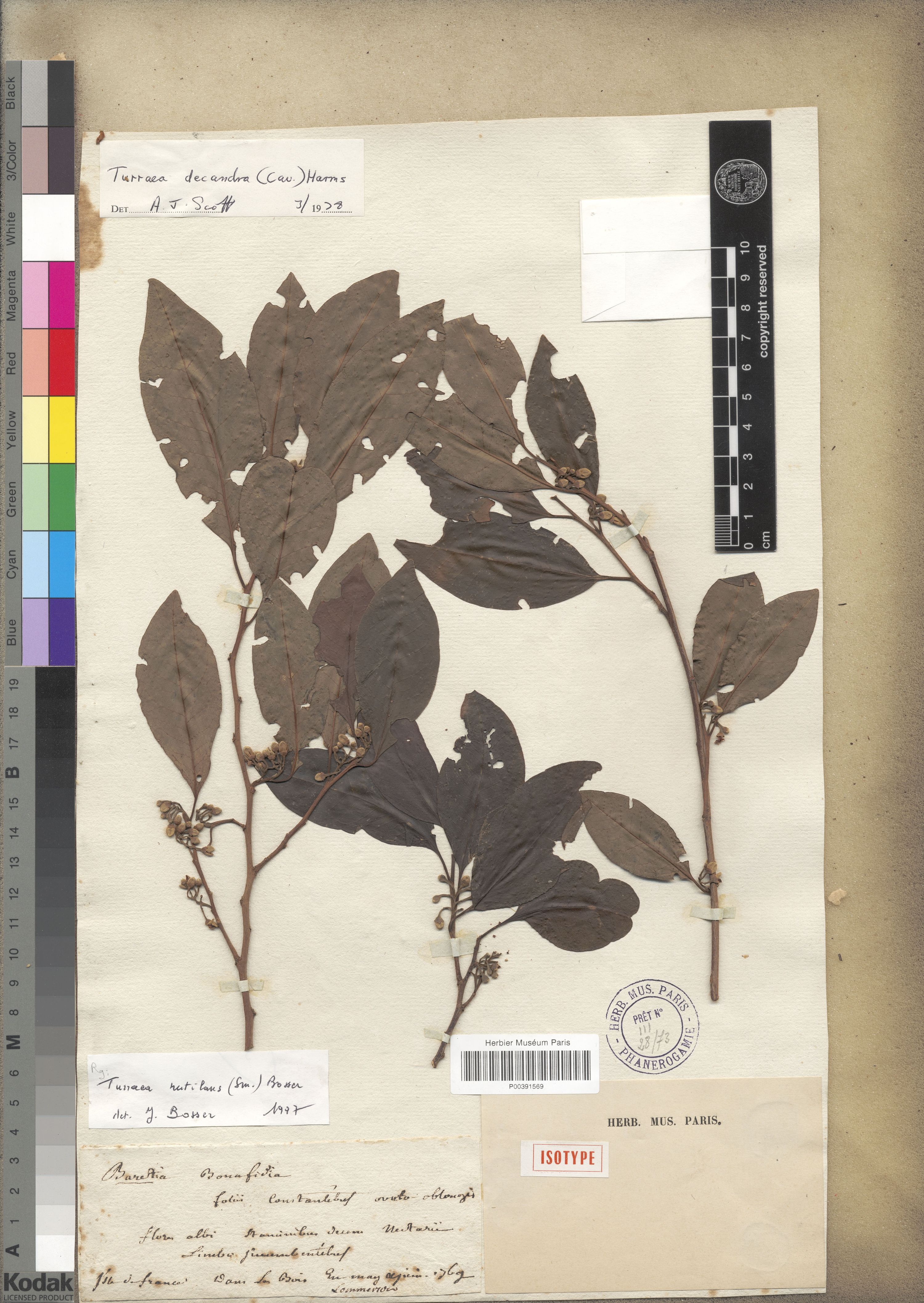 A preserved botanical sheet with leafy branches, an old handwritten Baretia label and later identification slips