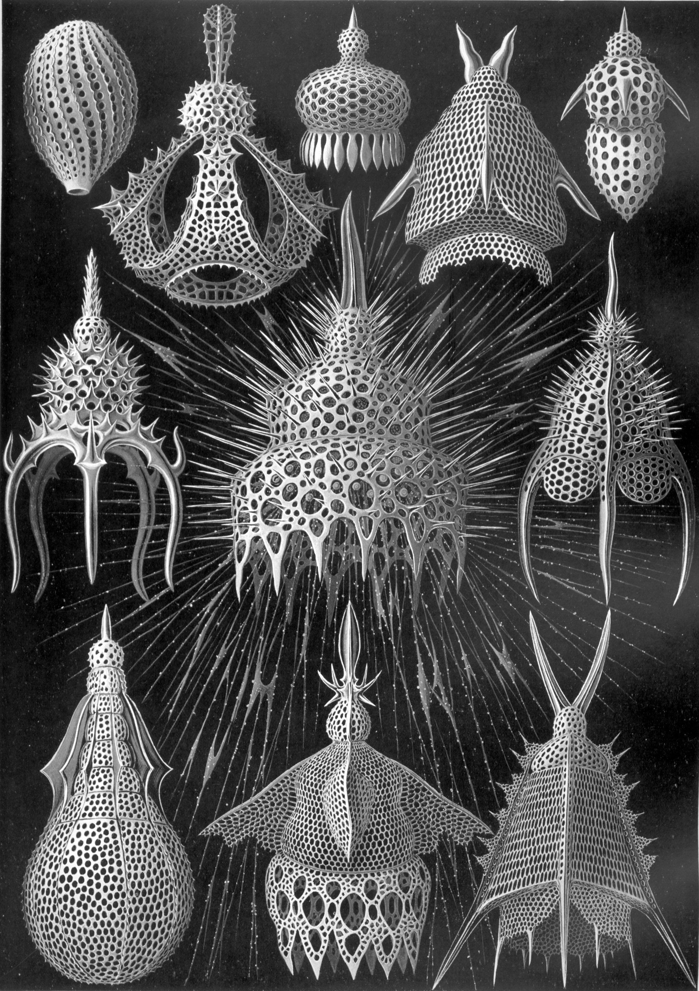 Eleven pale lattice forms against a black background, with a large spiny form in the centre and a winged shell at the bottom centre