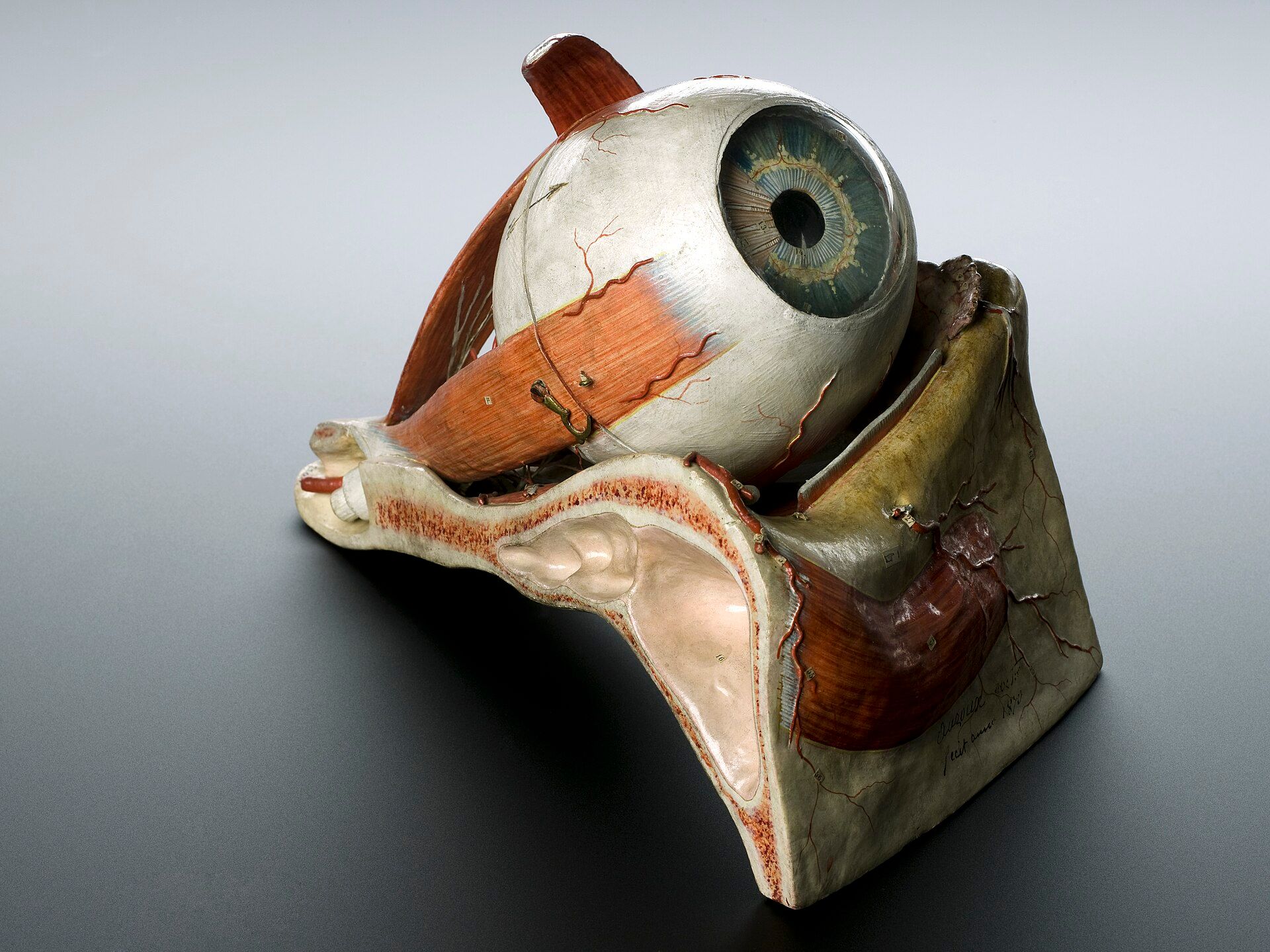 An enlarged model of an eye, with muscles attached to the outside of the eyeball.