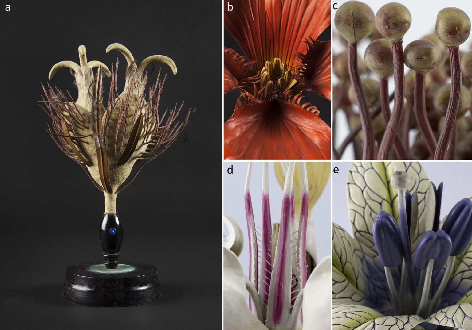 A beech model and close details of painted nasturtium, sundew, cacao and henbane models.