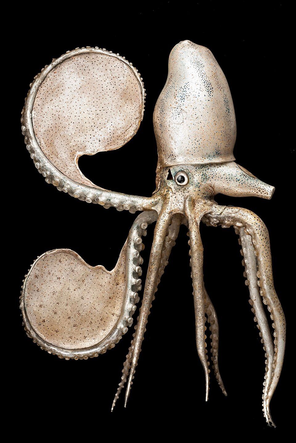 A glass paper nautilus with spread arms and fine tentacles, photographed against black.