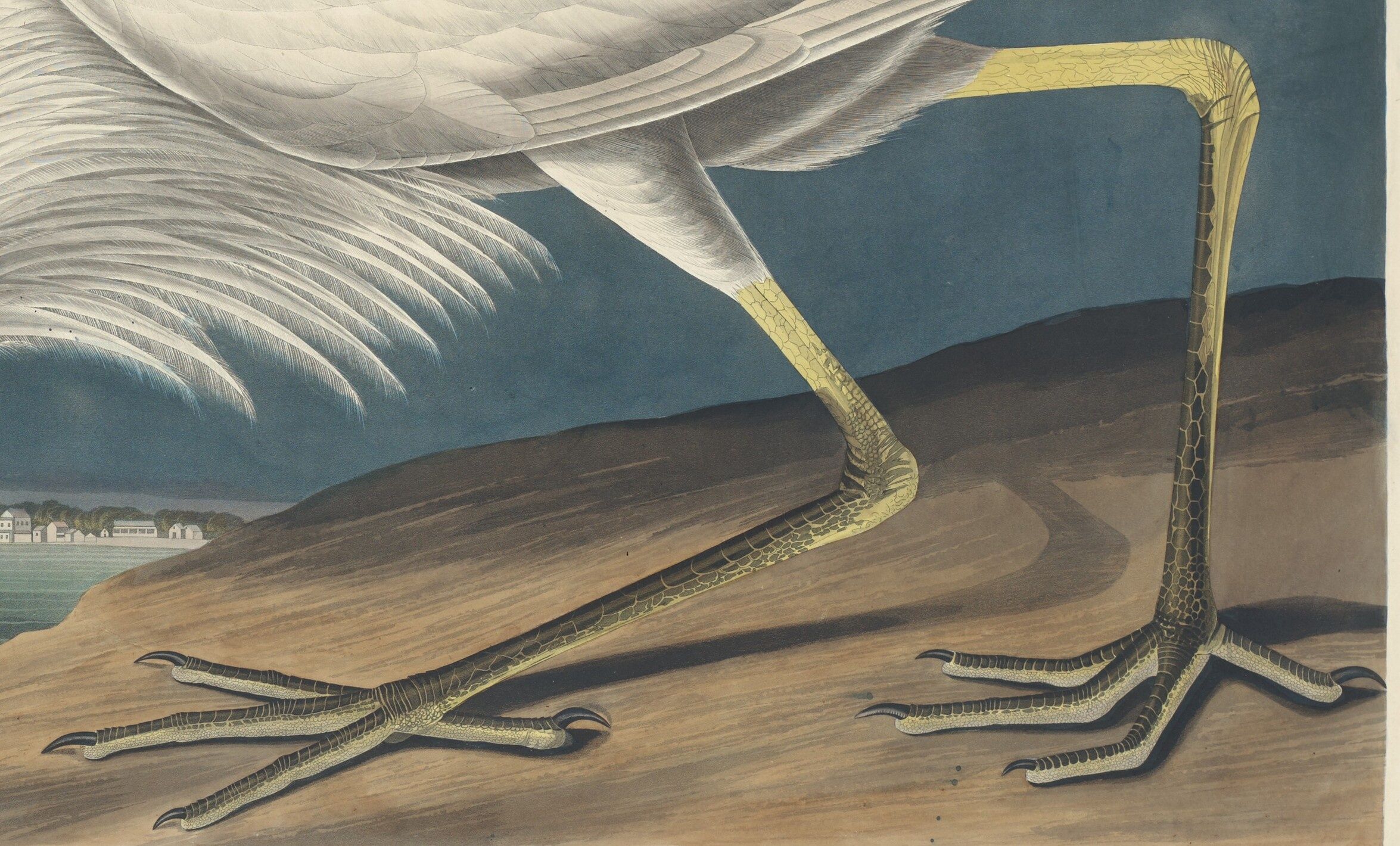 A detail of the heron's green-yellow legs and long toes, with pale lines separating the scales.