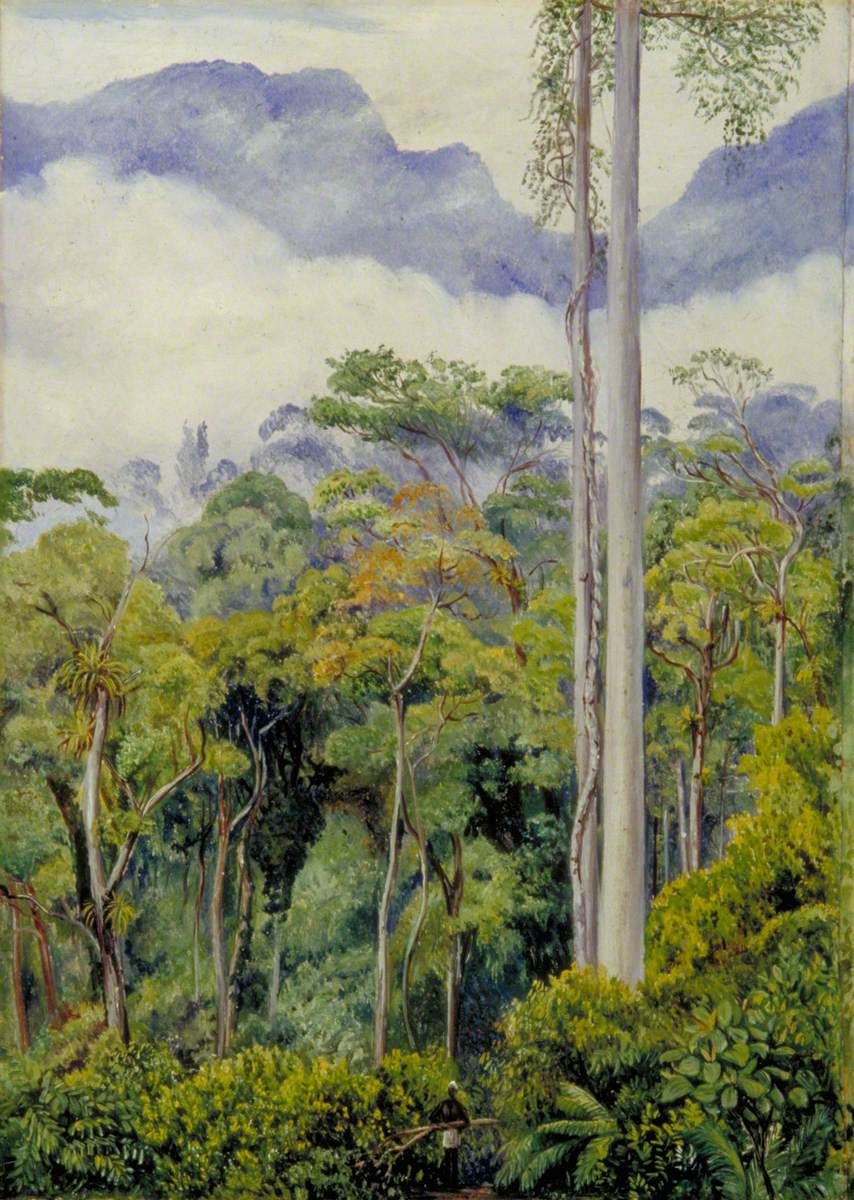 Tall pale tree trunks rising through dense vegetation beneath misty mountains.