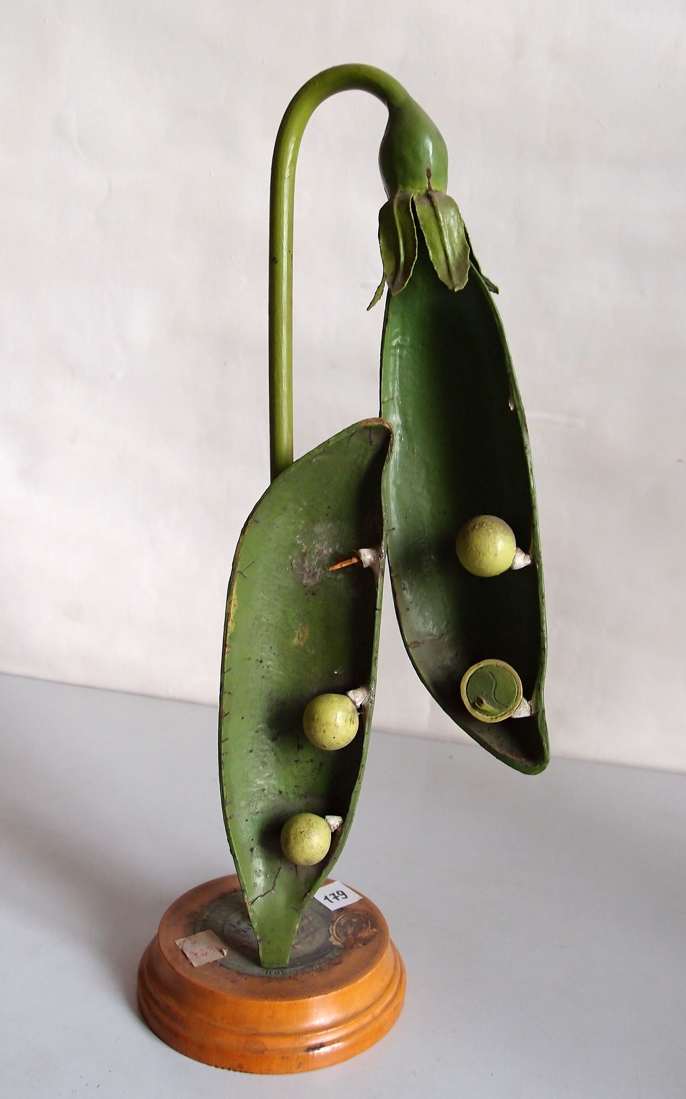 The same pea pod opened lengthwise to expose its seeds and the inside of the pod.