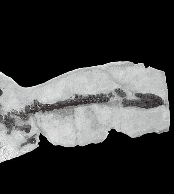 The long neck and small skull of Mary Anning’s plesiosaur preserved in stone