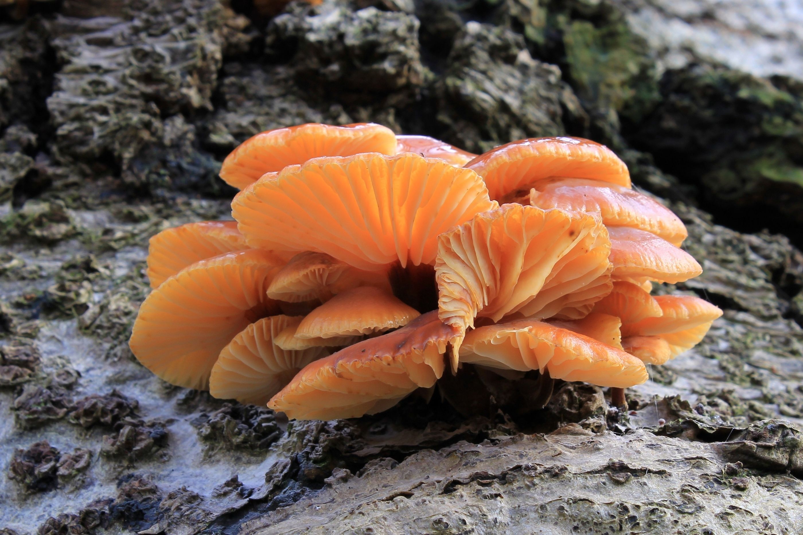Orange-brown Flammulina velutipes mushrooms growing from wood, with pale gills visible beneath the caps