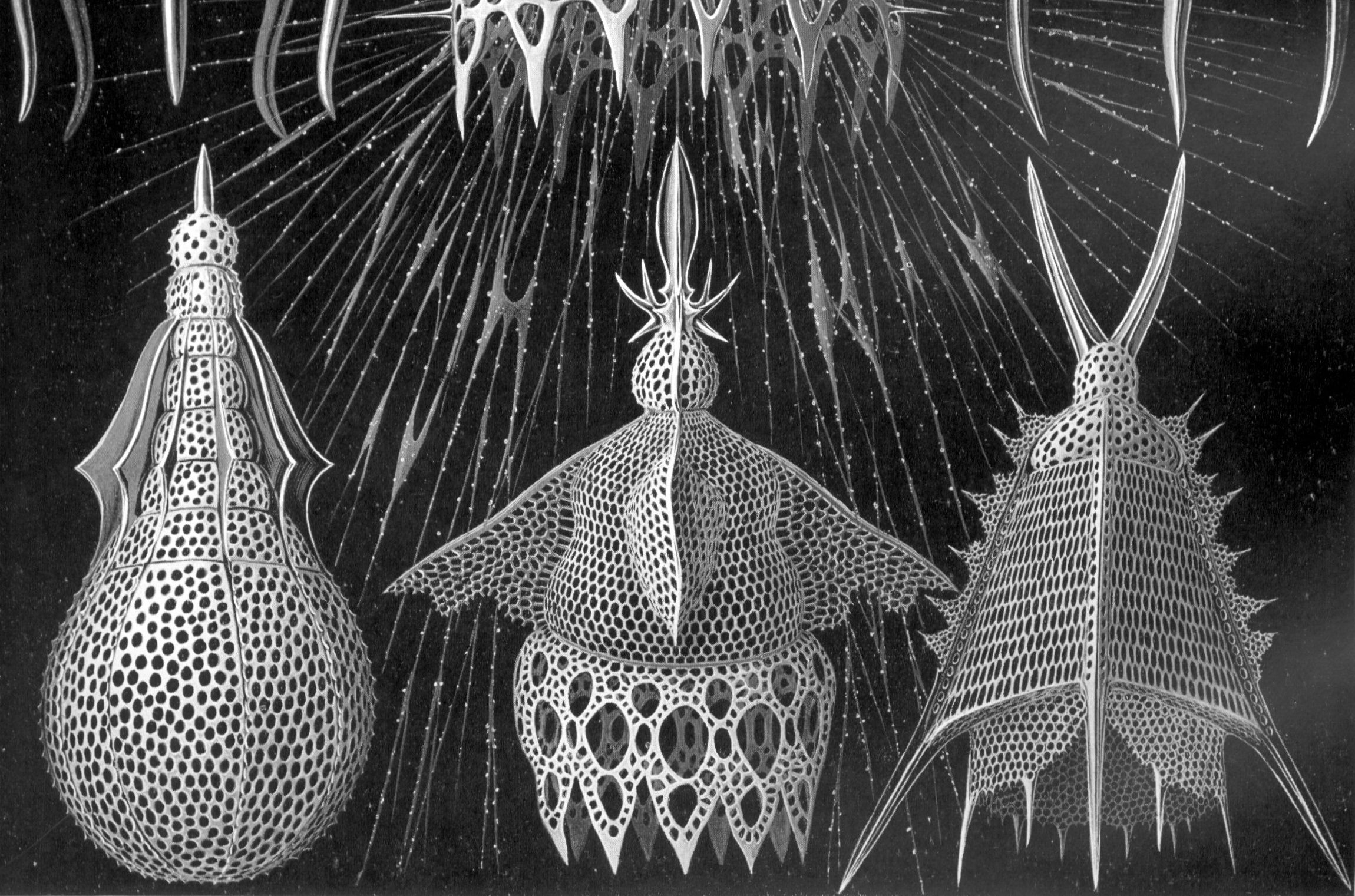 Three elaborate lattice shells from the lower row of Plate 31 against a black background