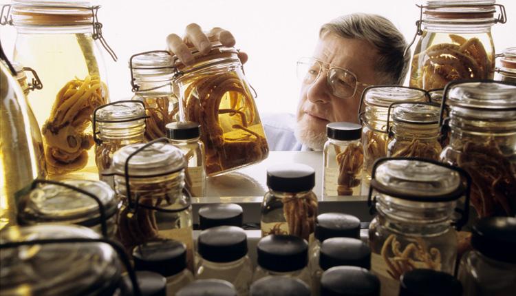 Clyde Roper looking through glass jars containing preserved marine specimens.