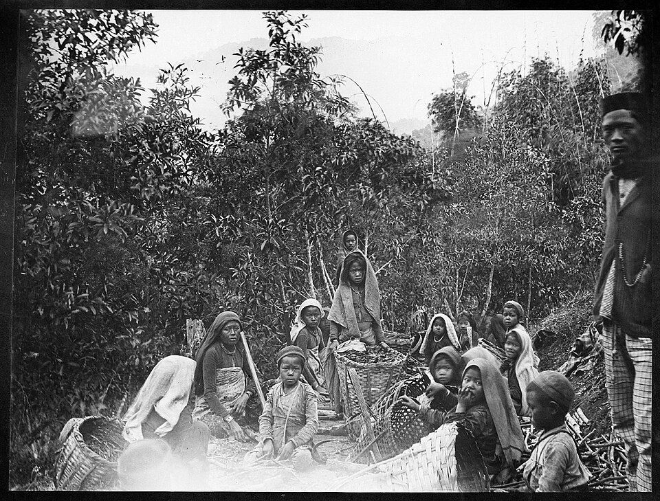 Workers collecting cinchona bark at the Munsong plantation.