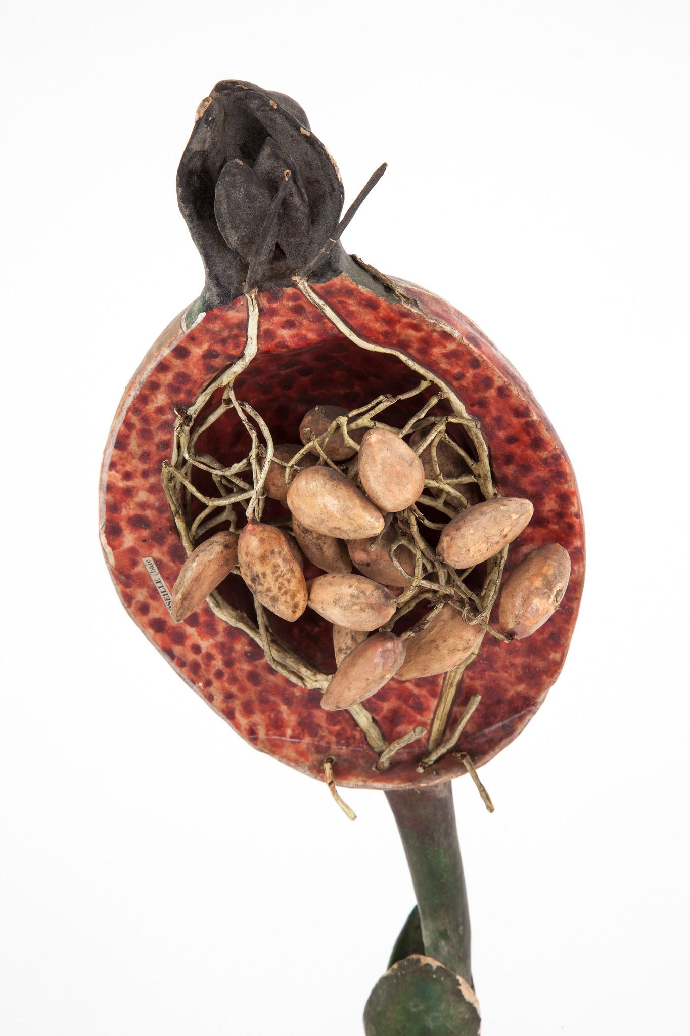 A cutaway red currant model containing enlarged seeds and internal tissues.