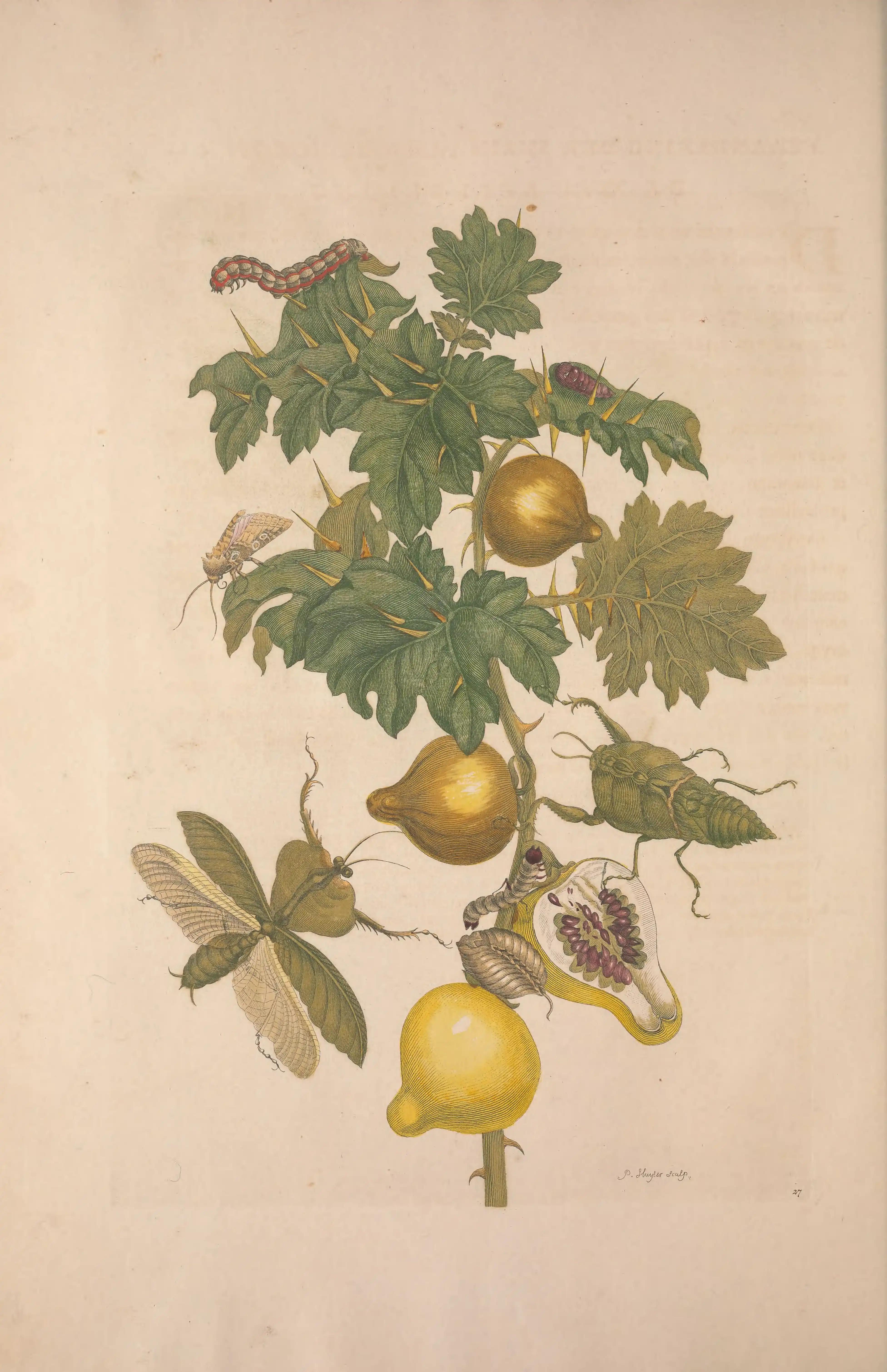 A thorny plant with yellow fruit and several insects.