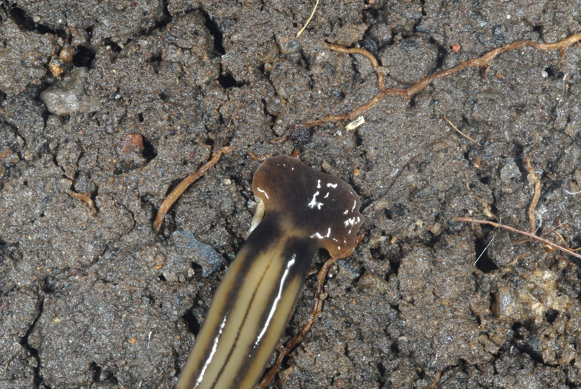 The broad hammer-shaped head and striped body of Bipalium kewense on soil.
