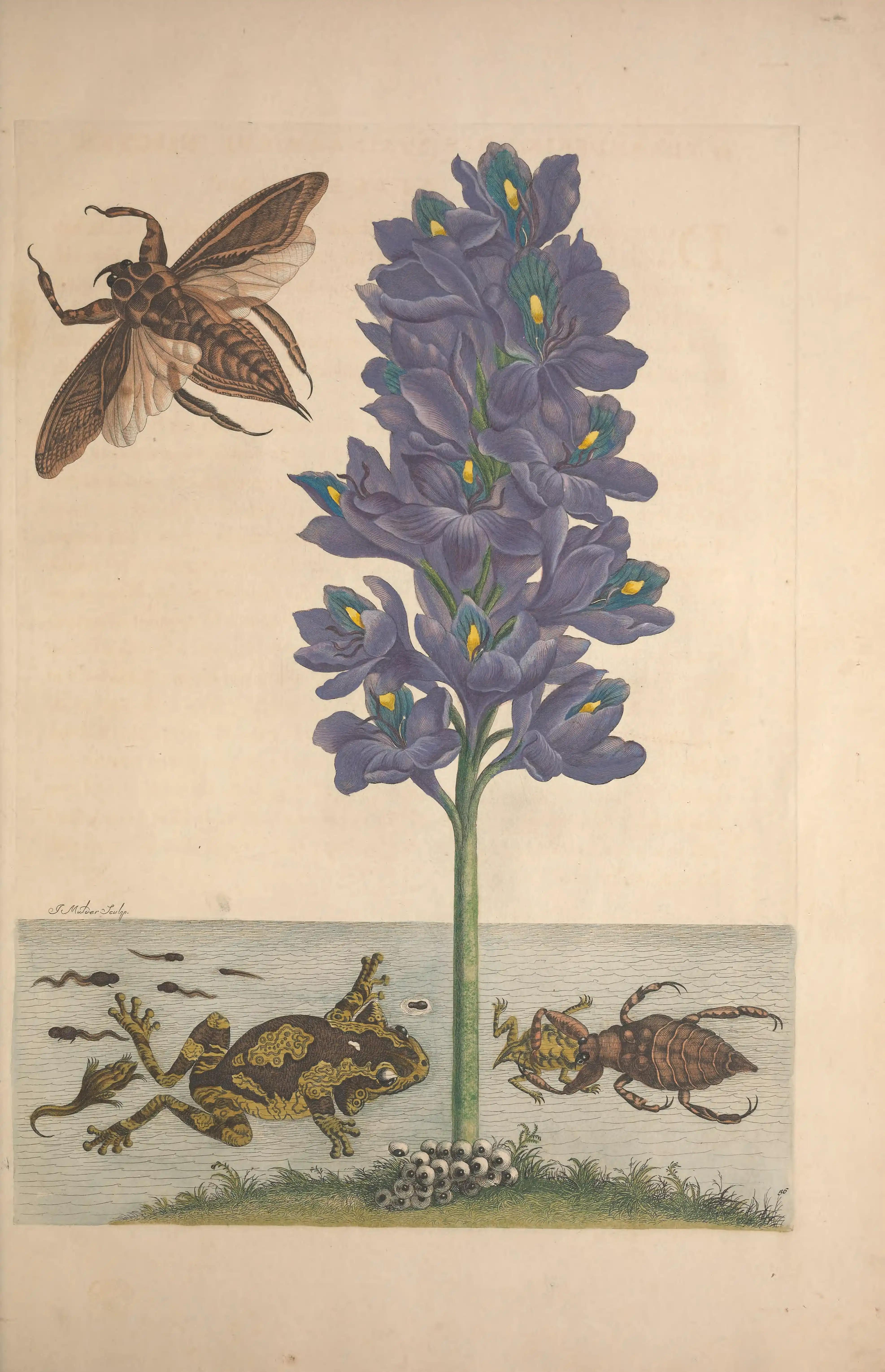 An aquatic flower with frogs, tadpoles and water insects.