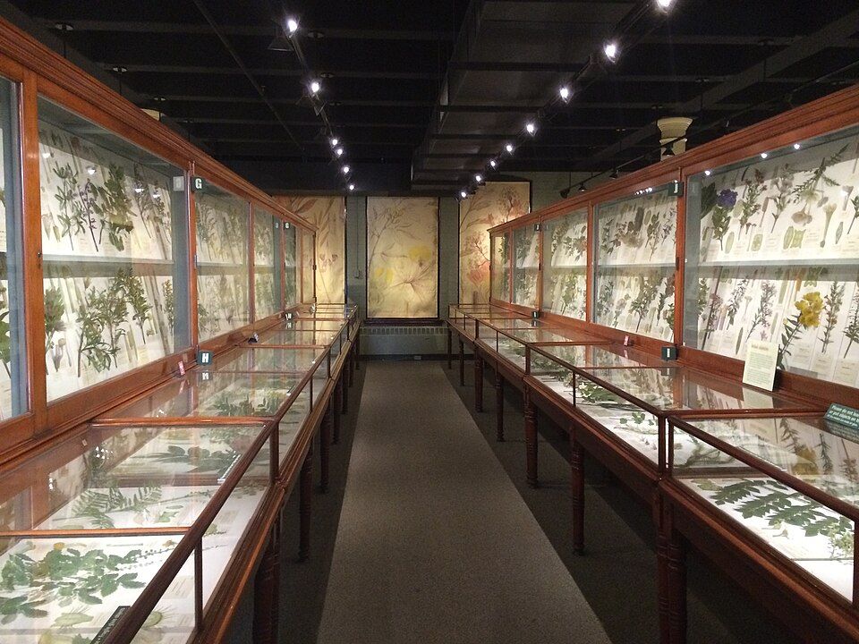 A long museum gallery with wooden display cases of botanical glass models.