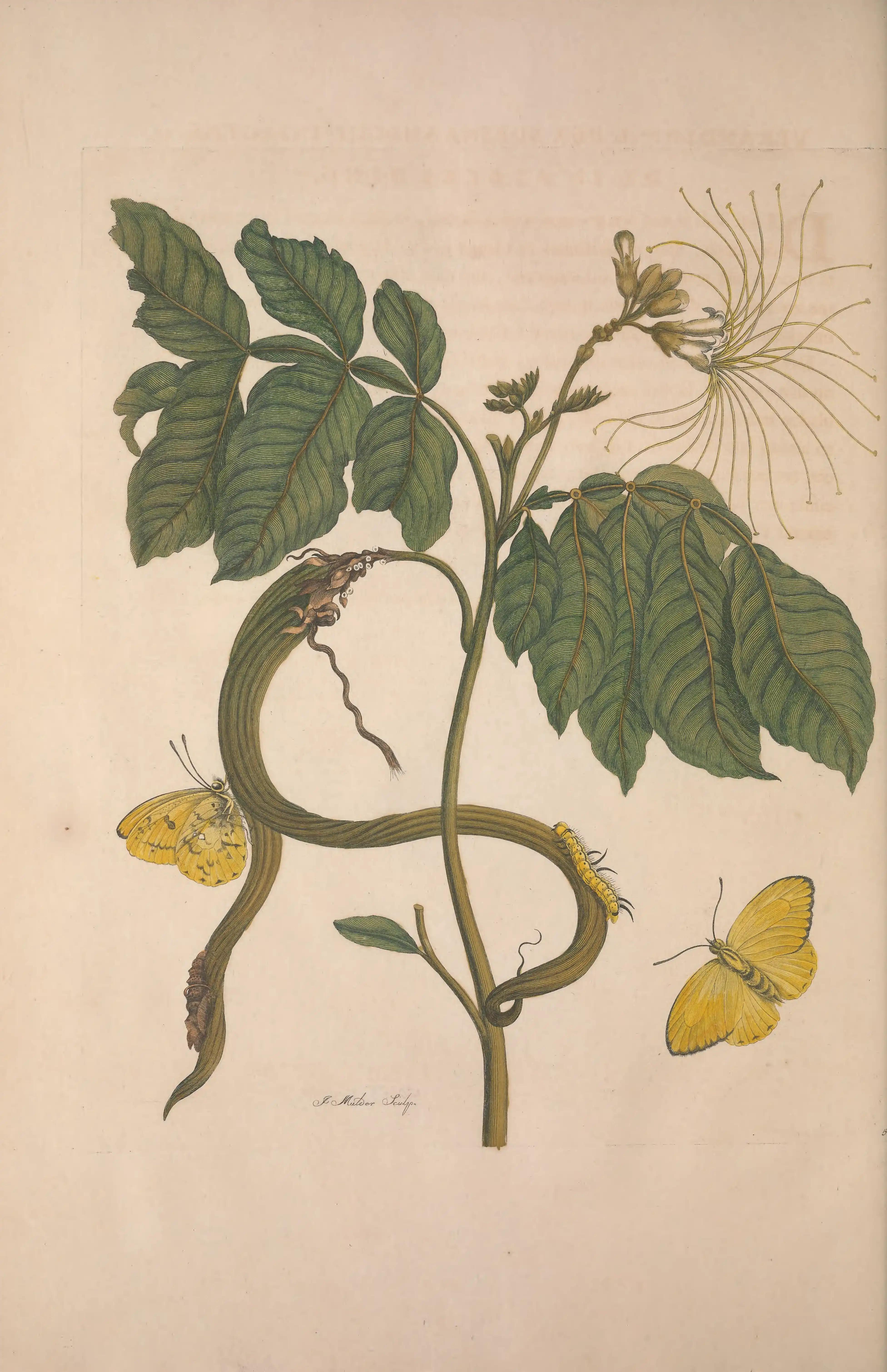 A flowering branch with seedpods, yellow caterpillars and butterflies.