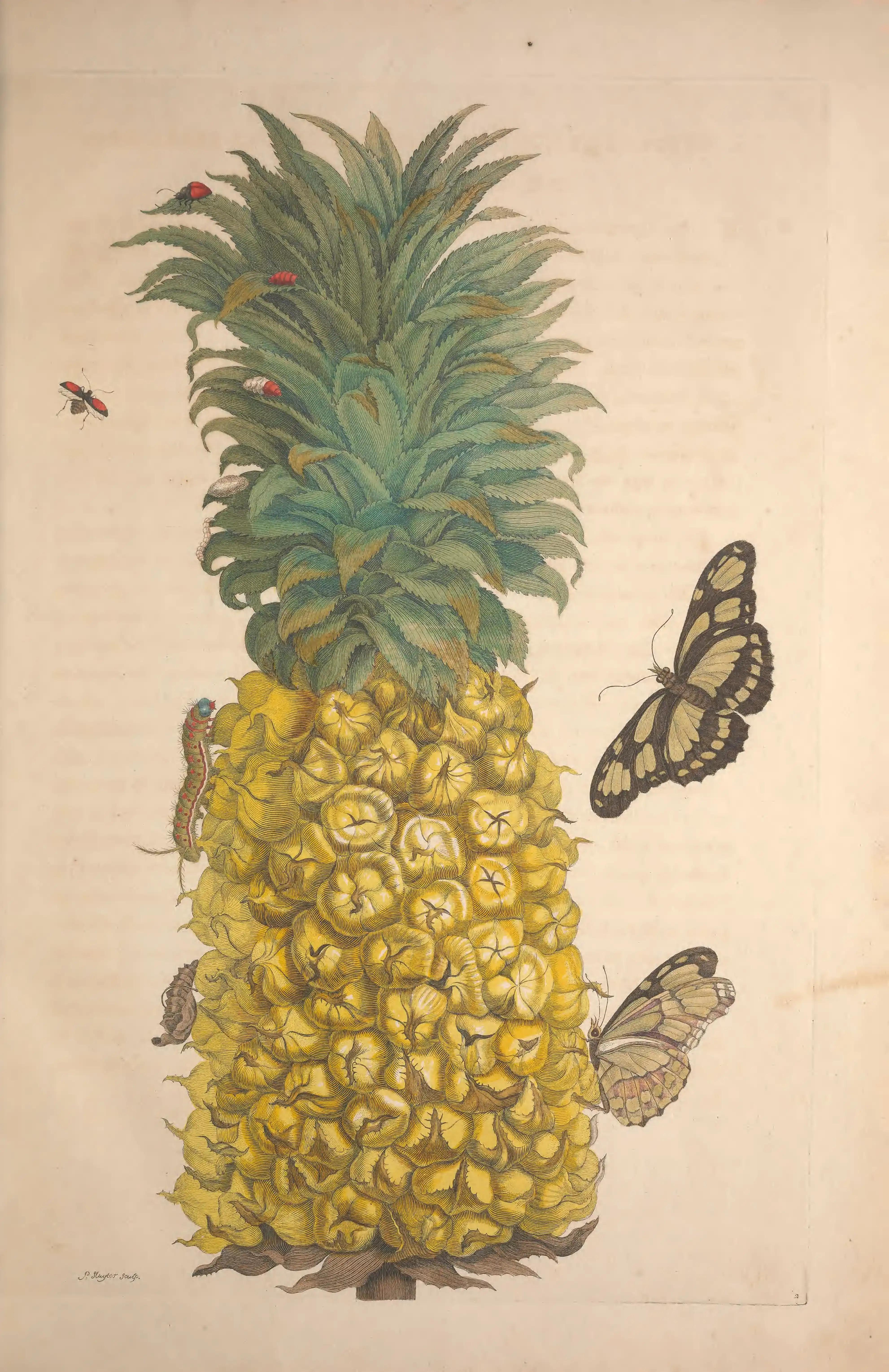 A ripe pineapple with butterflies and a caterpillar.