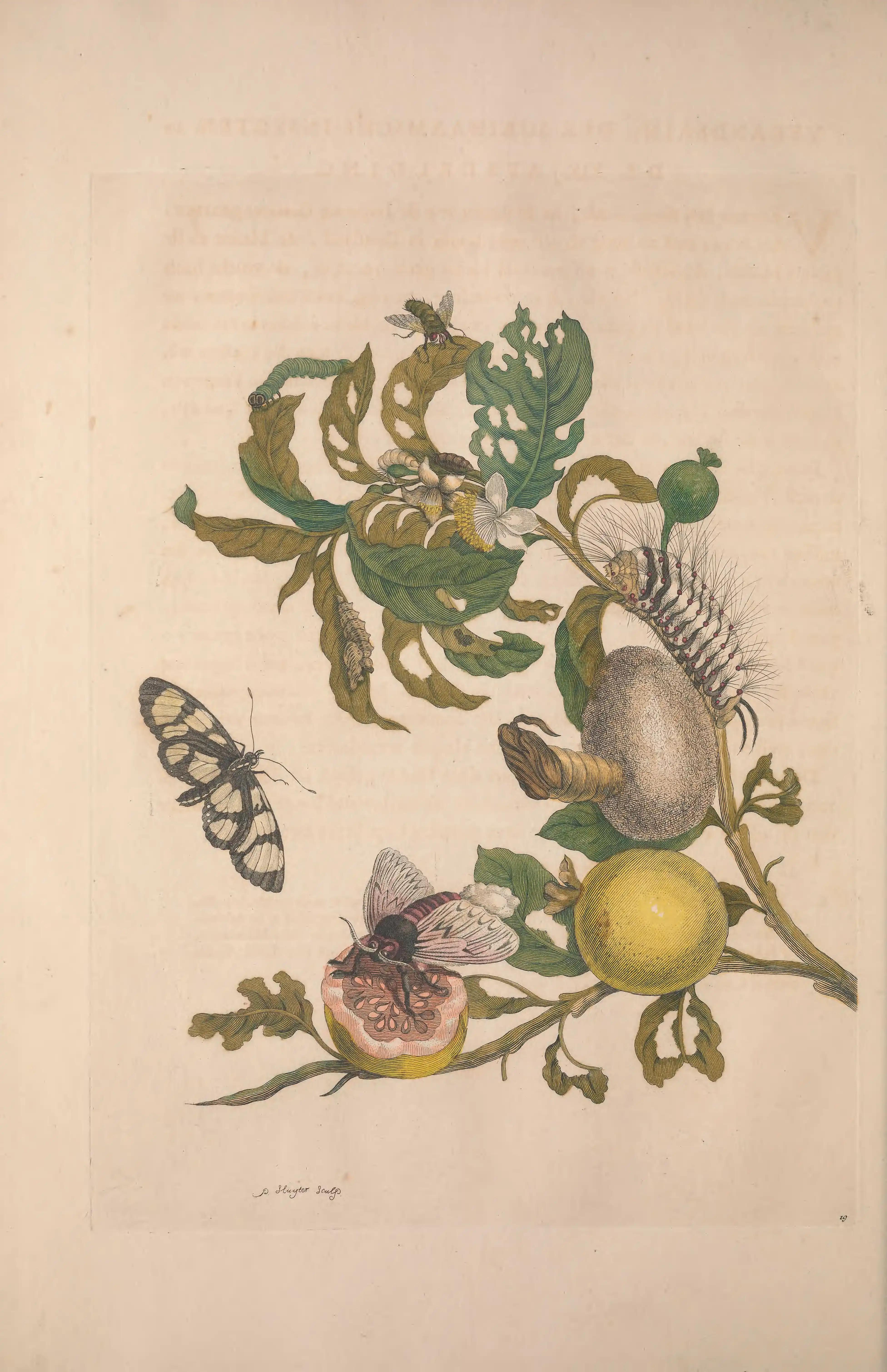 A guava branch with caterpillars, a cocoon and adult insects.