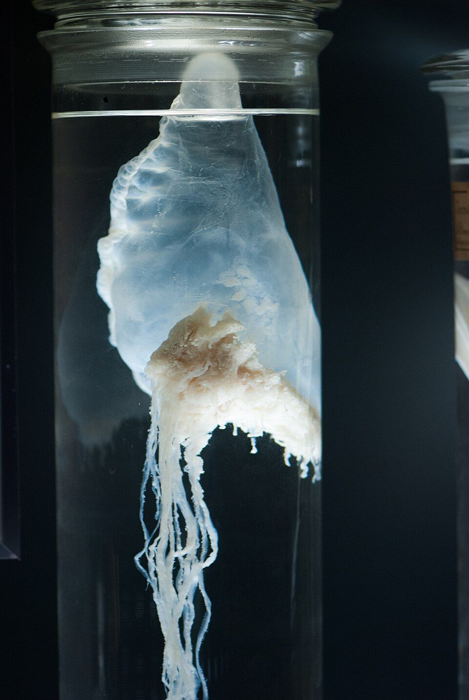 A pale preserved jellyfish suspended in a tall glass jar, with the jar rim and liquid surface visible.