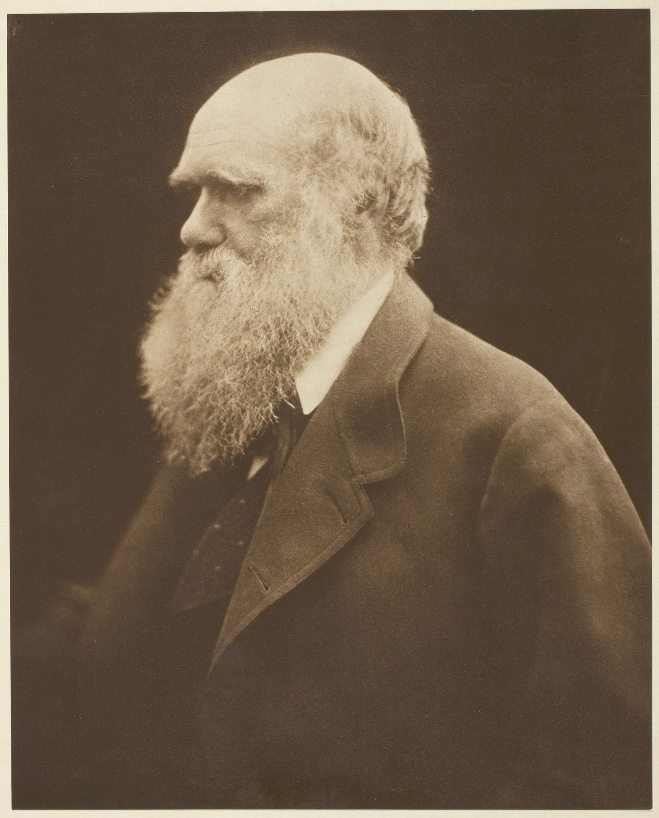 Charles Darwin in profile with a long white beard, photographed by Julia Margaret Cameron