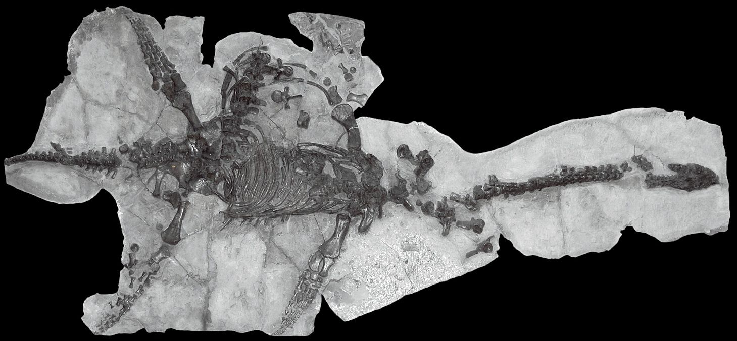 A fossil plesiosaur spread across a stone slab, with four paddles, a long neck and a small skull at the right