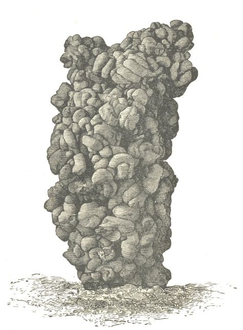 A nineteenth-century illustration of a tall earthworm casting made of coils of deposited earth