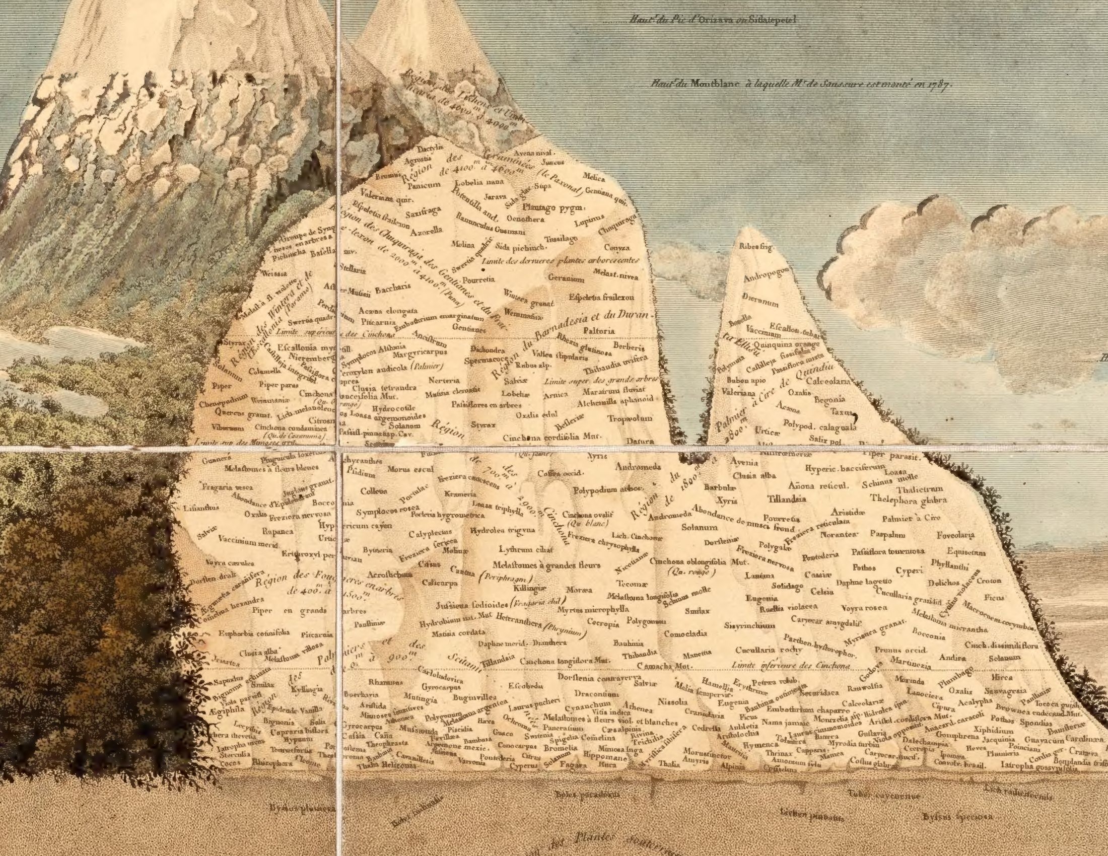 An enlarged portion of the French plate, showing Latin plant names and diagonal vegetation-zone labels inside the mountain