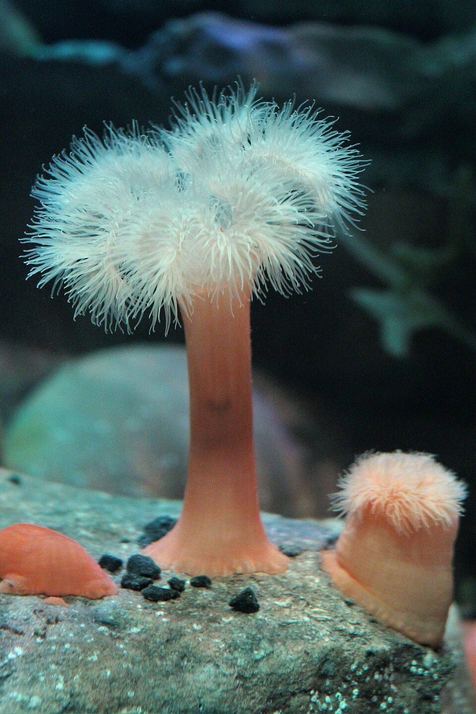 A living plumose anemone with a long orange column and pale feathery crown, underwater.