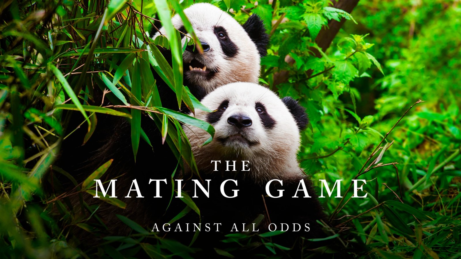 The Mating Game